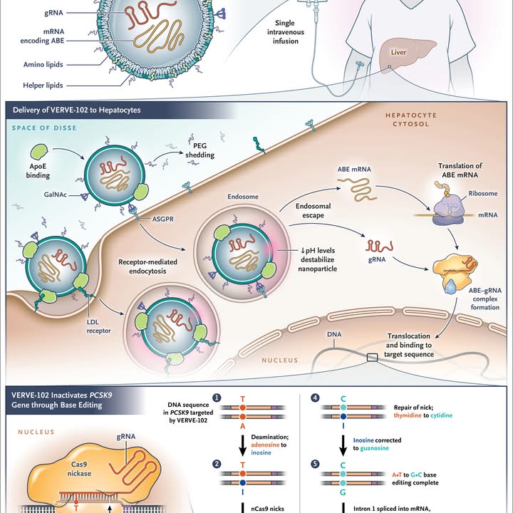 A Historic Day in Medicine: VERVE-102 Data for Cholesterol